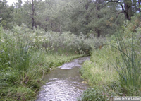 Stream Restoration